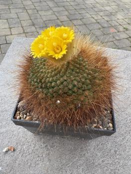 Parodia chrysacanthion